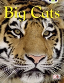 Bertrand.pt - Bc Nf Brown B/3b Big Cats