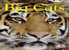 Bc Nf Brown B/3b Big Cats