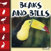 Beaks And Bills