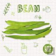 Bean