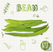 Bean