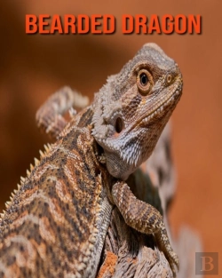 Bertrand.pt - Bearded Dragon