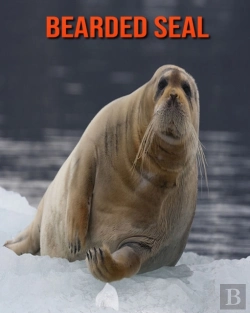 Bertrand.pt - Bearded Seal