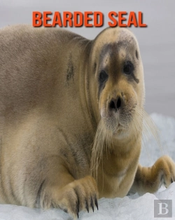 Bertrand.pt - Bearded Seal