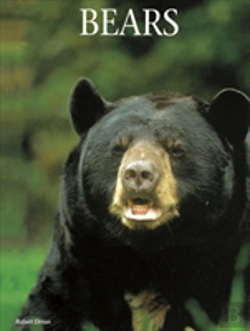 Bertrand.pt - Bears