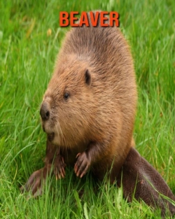 Bertrand.pt - Beaver