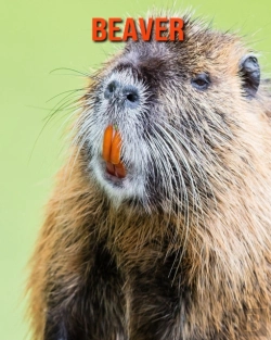 Bertrand.pt - Beaver