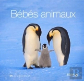 Bebes Animaux - La Collection