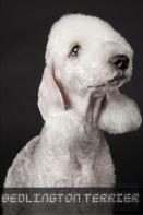 Bedlington Terrier