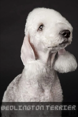 Bertrand.pt - Bedlington Terrier