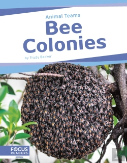 Bertrand.pt - Bee Colonies