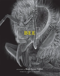 Bertrand.pt - Bee