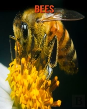Bees