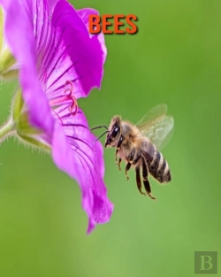 Bertrand.pt - Bees