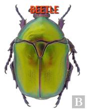 Beetle