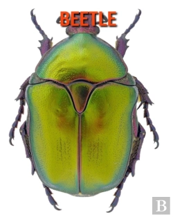 Bertrand.pt - Beetle
