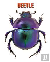 Beetle