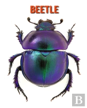 Beetle