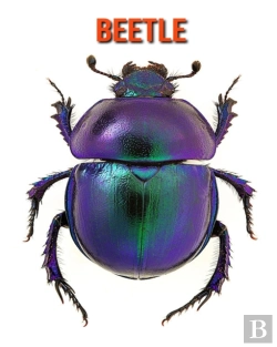 Bertrand.pt - Beetle