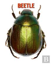 Beetle