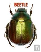 Beetle
