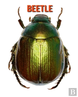 Bertrand.pt - Beetle