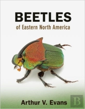 Beetles Of Eastern North America