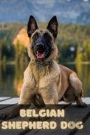 Belgian Shepherd Dog