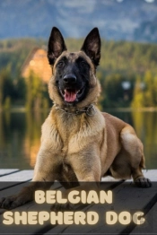 Belgian Shepherd Dog
