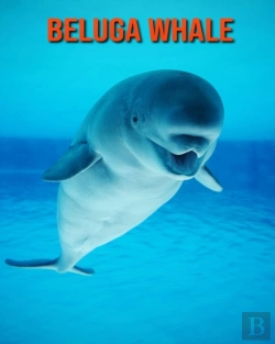 Bertrand.pt - Beluga Whale