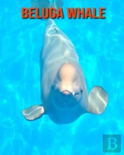 Beluga Whale