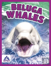 Beluga Whales