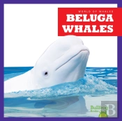 Beluga Whales