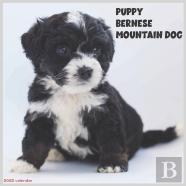 Bernese Mountain Dog Puppy 2022 Calendar