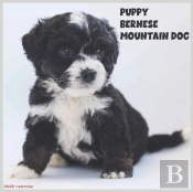 Bernese Mountain Dog Puppy 2022 Calendar