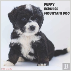 Bertrand.pt - Bernese Mountain Dog Puppy 2022 Calendar