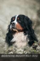 Bernese Mountain Dog