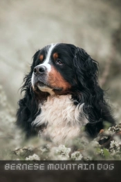 Bernese Mountain Dog
