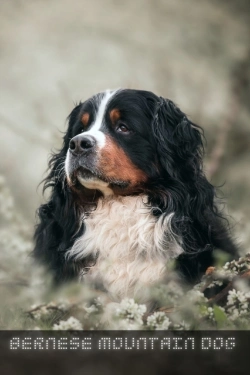 Bertrand.pt - Bernese Mountain Dog