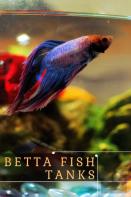 Betta Fish Tanks