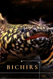 Bichirs