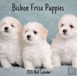 Bertrand.pt - Bichon Frise Puppies 2021 Wall Calendar