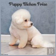 Bichon Frise Puppy 2022 Calendar
