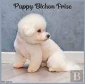 Bichon Frise Puppy 2022 Calendar