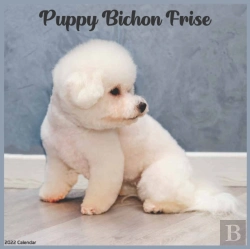 Bertrand.pt - Bichon Frise Puppy 2022 Calendar