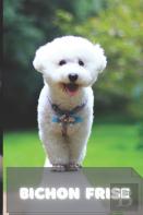 Bichon Frise