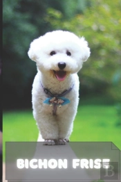 Bichon Frise