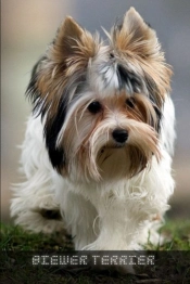 Biewer Terrier