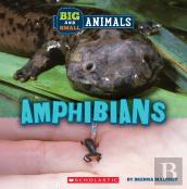 Big And Small: Amphibians (Wild World)