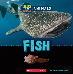 Bertrand.pt - Big And Small: Fish (Wild World)
